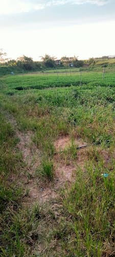 Tasek Gelugor