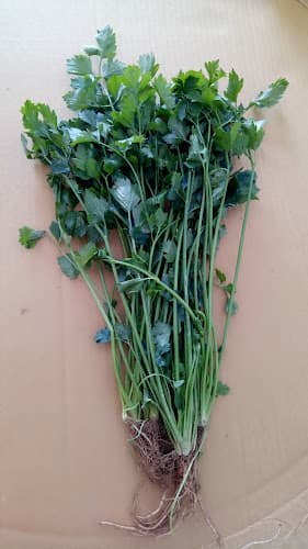 Cocorica Nibong Tebal